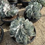 Kotyledón vlnitý (Cotyledon Undulata) - výška 20-30 cm, ⌀ 25-30 cm, kont. C5L